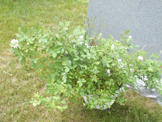  photo cecelecemetary_zpsf2df10cf.jpg